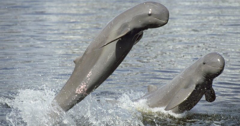 Irrawaddy dolphins