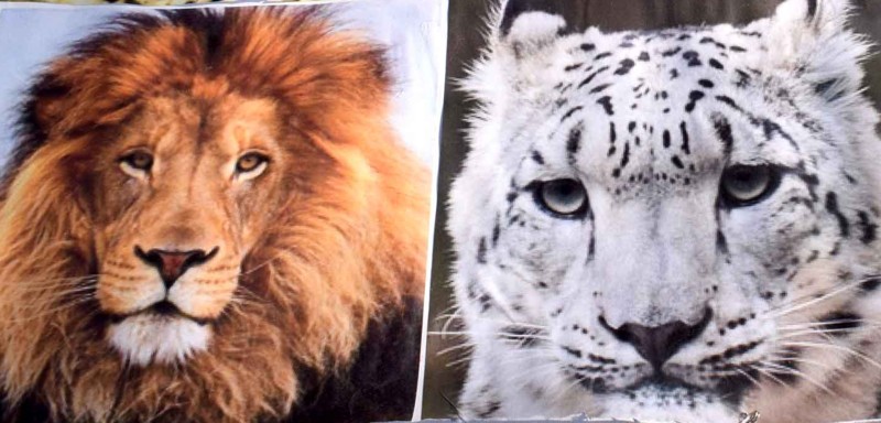Big cats