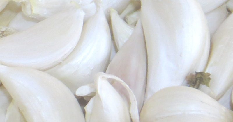 Garlic