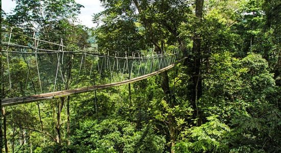 Forest Malaysia