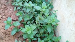 Mint or Pudina Plant