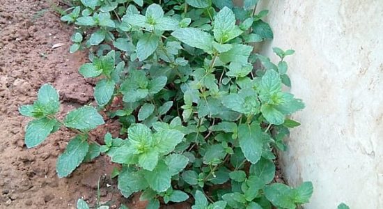 Mint or Pudina Plant
