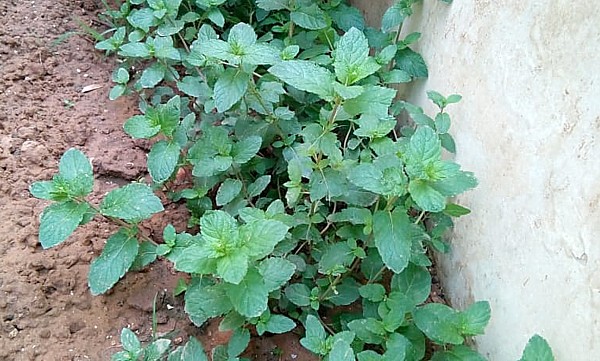 Mint or Pudina Plant