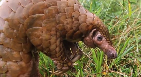 Pangolin