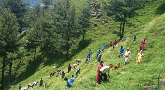 Plantation in Himachal