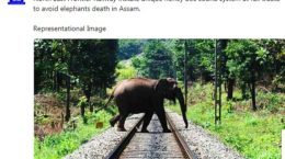 Elephant on Rail track