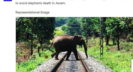 Elephant on Rail track