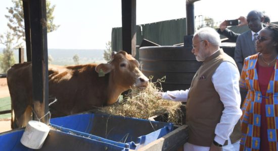 Modi with cows in Rwanda
