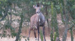 Rojada or blue bull or Neelgai
