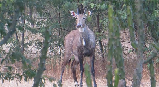 Rojada or blue bull or Neelgai