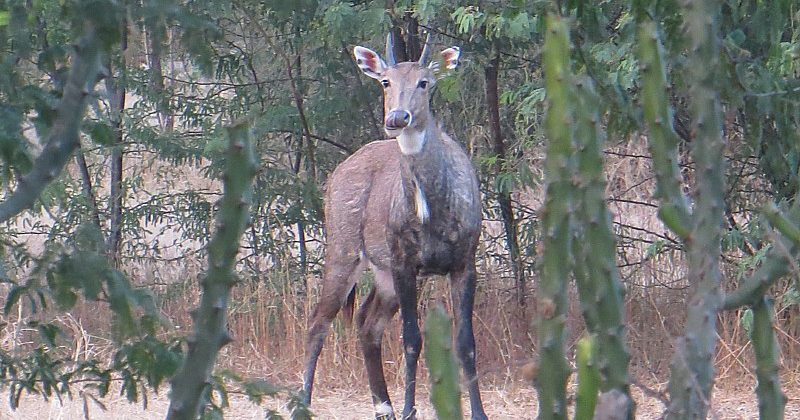 Rojada or blue bull or Neelgai