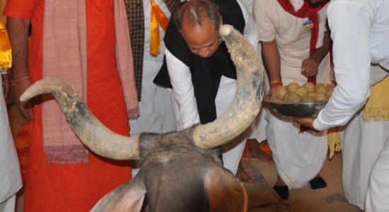 Gehlot feeding cow