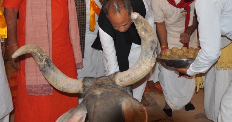Gehlot feeding cow