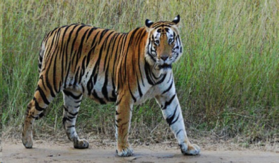 Tiger Munna