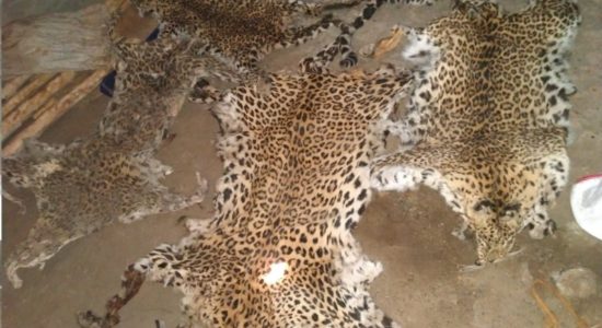 leopard skins