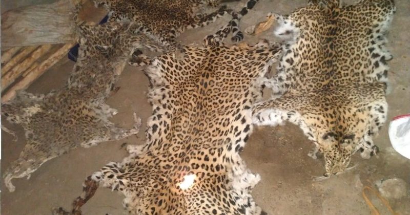 leopard skins