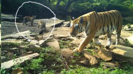 Nauradehi Sanctuary_Tigress