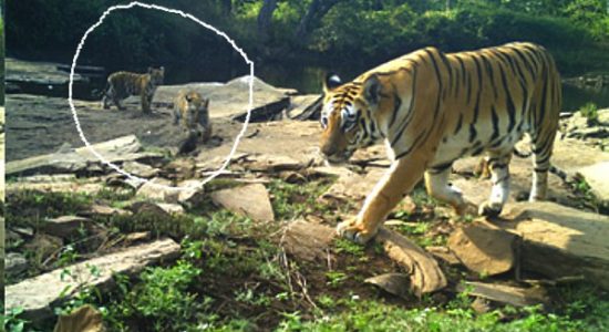 Nauradehi Sanctuary_Tigress