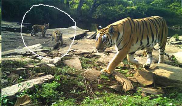 Nauradehi Sanctuary_Tigress