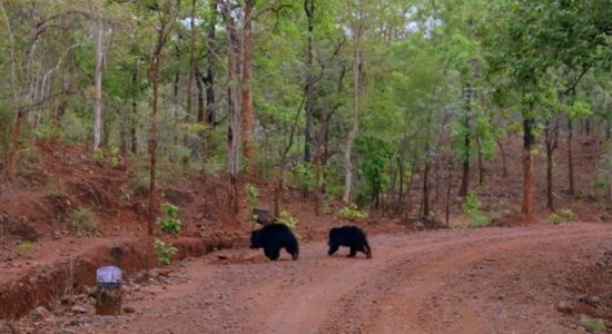 Tourist destination Parsapani