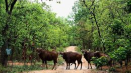 tourism_Chhattisgarh