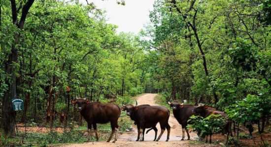 tourism_Chhattisgarh