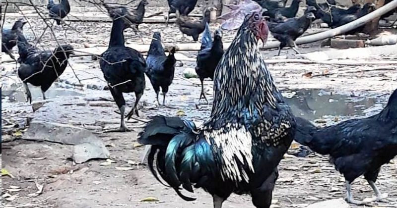 Kadaknath Murga