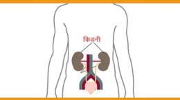 Kidney
