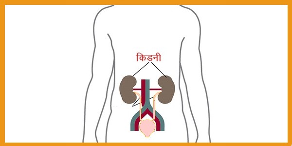 Kidney