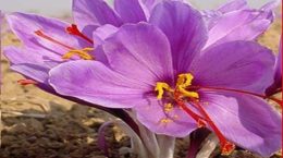 केसर की खेती