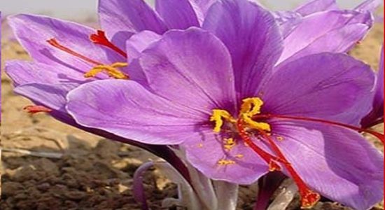 केसर की खेती