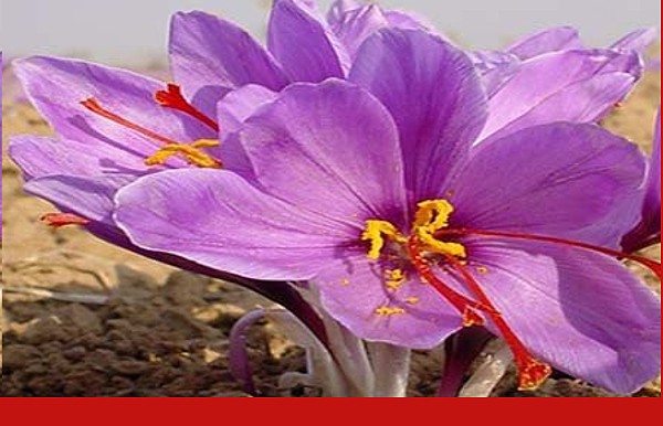 केसर की खेती