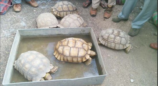 wildlife trafficking