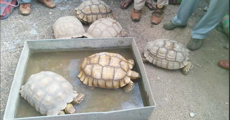 wildlife trafficking