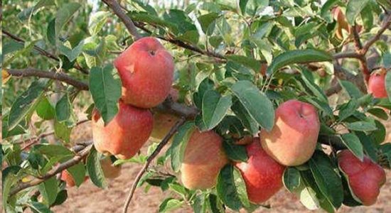 फल राज्य