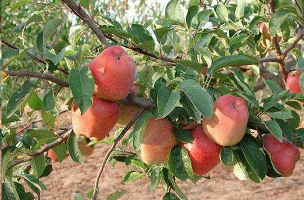 फल राज्य