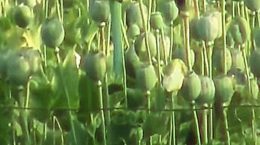 अफ़ीम की खेती