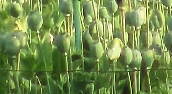 अफ़ीम की खेती