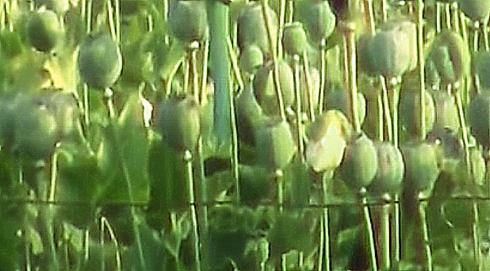 अफ़ीम की खेती