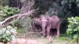 Elephant Alert App to protect yourself from wild elephants