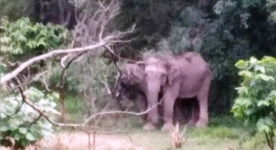 Elephant Alert App to protect yourself from wild elephants