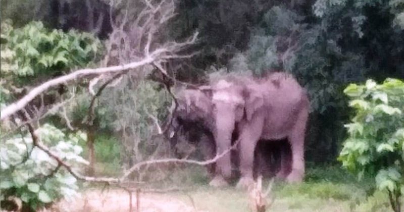 Elephant Alert App to protect yourself from wild elephants