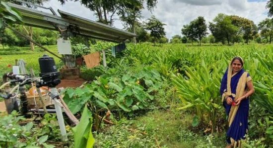 हल्दी की खेती