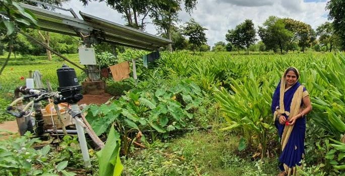 हल्दी की खेती