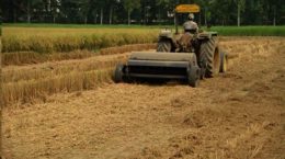 धान की फ़सल