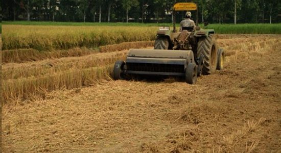 धान की फ़सल