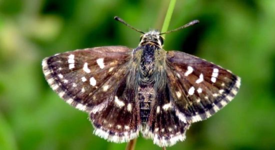 स्पीआलिया जेब्रा तितली