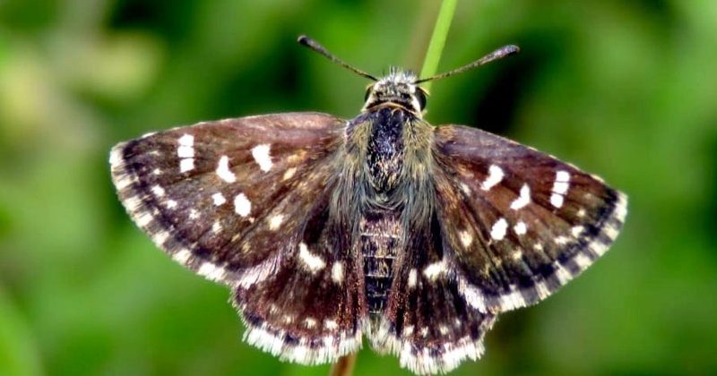 स्पीआलिया जेब्रा तितली