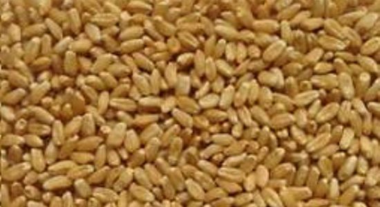 गेहूँ की नई किस्म