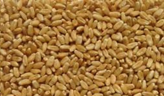 गेहूँ की नई किस्म